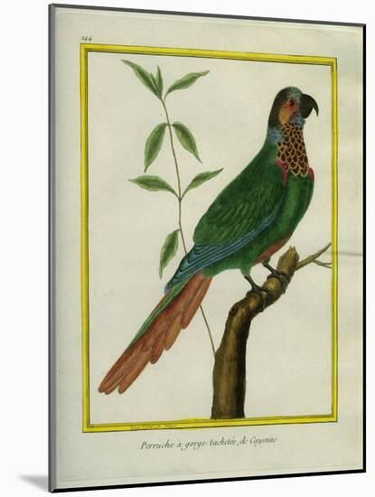 Brown-Throated Parakeet-Georges-Louis Buffon-Mounted Giclee Print