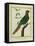 Brown-Throated Parakeet-Georges-Louis Buffon-Framed Stretched Canvas