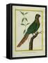 Brown-Throated Parakeet-Georges-Louis Buffon-Framed Stretched Canvas