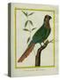 Brown-Throated Parakeet-Georges-Louis Buffon-Stretched Canvas