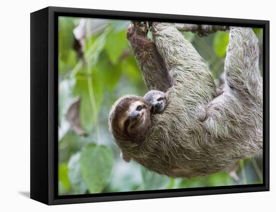 Brown-Throated Sloth and Her Baby Hanging from a Tree Branch in Corcovado National Park, Costa Rica-Jim Goldstein-Framed Stretched Canvas