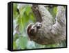 Brown-Throated Sloth and Her Baby Hanging from a Tree Branch in Corcovado National Park, Costa Rica-Jim Goldstein-Framed Stretched Canvas