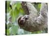 Brown-Throated Sloth and Her Baby Hanging from a Tree Branch in Corcovado National Park, Costa Rica-Jim Goldstein-Stretched Canvas