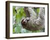 Brown-Throated Sloth and Her Baby Hanging from a Tree Branch in Corcovado National Park, Costa Rica-Jim Goldstein-Framed Photographic Print