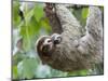 Brown-Throated Sloth and Her Baby Hanging from a Tree Branch in Corcovado National Park, Costa Rica-Jim Goldstein-Mounted Photographic Print