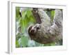 Brown-Throated Sloth and Her Baby Hanging from a Tree Branch in Corcovado National Park, Costa Rica-Jim Goldstein-Framed Photographic Print