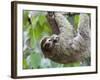 Brown-Throated Sloth and Her Baby Hanging from a Tree Branch in Corcovado National Park, Costa Rica-Jim Goldstein-Framed Photographic Print