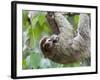 Brown-Throated Sloth and Her Baby Hanging from a Tree Branch in Corcovado National Park, Costa Rica-Jim Goldstein-Framed Photographic Print