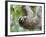 Brown-Throated Sloth and Her Baby Hanging from a Tree Branch in Corcovado National Park, Costa Rica-Jim Goldstein-Framed Photographic Print