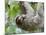 Brown-Throated Sloth and Her Baby Hanging from a Tree Branch in Corcovado National Park, Costa Rica-Jim Goldstein-Mounted Photographic Print
