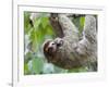 Brown-Throated Sloth and Her Baby Hanging from a Tree Branch in Corcovado National Park, Costa Rica-Jim Goldstein-Framed Photographic Print