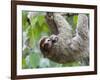 Brown-Throated Sloth and Her Baby Hanging from a Tree Branch in Corcovado National Park, Costa Rica-Jim Goldstein-Framed Photographic Print