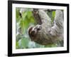 Brown-Throated Sloth and Her Baby Hanging from a Tree Branch in Corcovado National Park, Costa Rica-Jim Goldstein-Framed Photographic Print