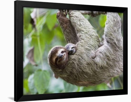 Brown-Throated Sloth and Her Baby Hanging from a Tree Branch in Corcovado National Park, Costa Rica-Jim Goldstein-Framed Photographic Print