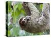 Brown-Throated Sloth and Her Baby Hanging from a Tree Branch in Corcovado National Park, Costa Rica-Jim Goldstein-Stretched Canvas