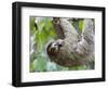 Brown-Throated Sloth and Her Baby Hanging from a Tree Branch in Corcovado National Park, Costa Rica-Jim Goldstein-Framed Photographic Print