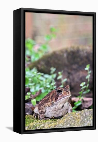 Brown Toad-Gary Carter-Framed Stretched Canvas