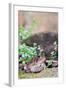 Brown Toad-Gary Carter-Framed Photographic Print