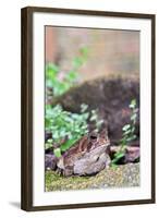 Brown Toad-Gary Carter-Framed Photographic Print