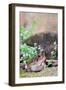 Brown Toad-Gary Carter-Framed Photographic Print