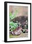 Brown Toad-Gary Carter-Framed Photographic Print