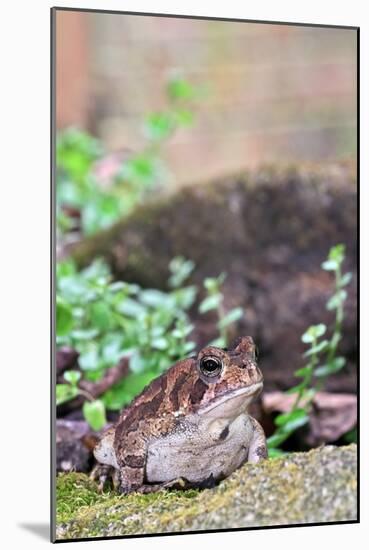 Brown Toad-Gary Carter-Mounted Photographic Print