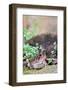 Brown Toad-Gary Carter-Framed Photographic Print