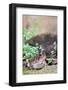 Brown Toad-Gary Carter-Framed Photographic Print