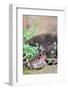 Brown Toad-Gary Carter-Framed Photographic Print
