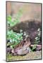 Brown Toad-Gary Carter-Mounted Photographic Print