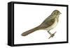 Brown Towhee (Pipilo Fuscus), Birds-Encyclopaedia Britannica-Framed Stretched Canvas