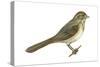 Brown Towhee (Pipilo Fuscus), Birds-Encyclopaedia Britannica-Stretched Canvas