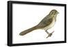 Brown Towhee (Pipilo Fuscus), Birds-Encyclopaedia Britannica-Framed Poster