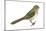 Brown Towhee (Pipilo Fuscus), Birds-Encyclopaedia Britannica-Mounted Poster