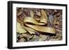 Brown Tree Snake in Threat Posture-null-Framed Photographic Print