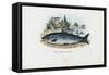 Brown Trout, 1863-79-Raimundo Petraroja-Framed Stretched Canvas