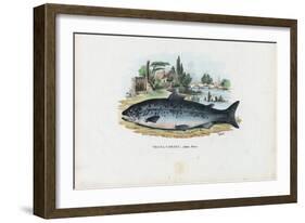 Brown Trout, 1863-79-Raimundo Petraroja-Framed Giclee Print