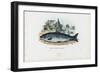 Brown Trout, 1863-79-Raimundo Petraroja-Framed Giclee Print