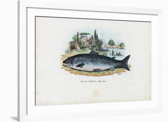Brown Trout, 1863-79-Raimundo Petraroja-Framed Giclee Print
