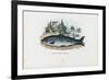 Brown Trout, 1863-79-Raimundo Petraroja-Framed Giclee Print