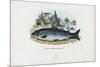 Brown Trout, 1863-79-Raimundo Petraroja-Mounted Giclee Print