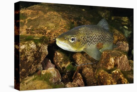 Brown Trout (Salmo Trutta), Ennerdale Valley, Lake District Np, Cumbria, England, UK, November 2011-Linda Pitkin-Stretched Canvas