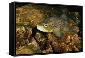 Brown Trout (Salmo Trutta), Ennerdale Valley, Lake District Np, Cumbria, England, UK, November 2011-Linda Pitkin-Framed Stretched Canvas