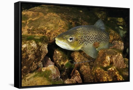 Brown Trout (Salmo Trutta), Ennerdale Valley, Lake District Np, Cumbria, England, UK, November 2011-Linda Pitkin-Framed Stretched Canvas