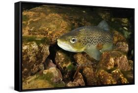 Brown Trout (Salmo Trutta), Ennerdale Valley, Lake District Np, Cumbria, England, UK, November 2011-Linda Pitkin-Framed Stretched Canvas