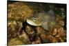 Brown Trout (Salmo Trutta), Ennerdale Valley, Lake District Np, Cumbria, England, UK, November 2011-Linda Pitkin-Stretched Canvas