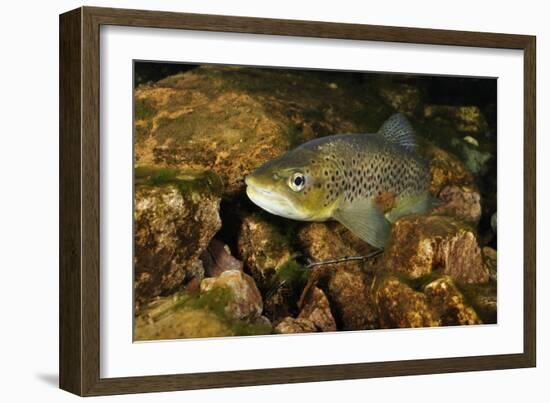 Brown Trout (Salmo Trutta), Ennerdale Valley, Lake District Np, Cumbria, England, UK, November 2011-Linda Pitkin-Framed Photographic Print