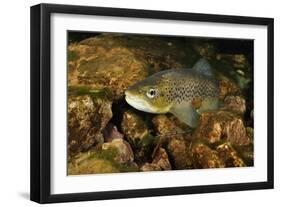 Brown Trout (Salmo Trutta), Ennerdale Valley, Lake District Np, Cumbria, England, UK, November 2011-Linda Pitkin-Framed Photographic Print