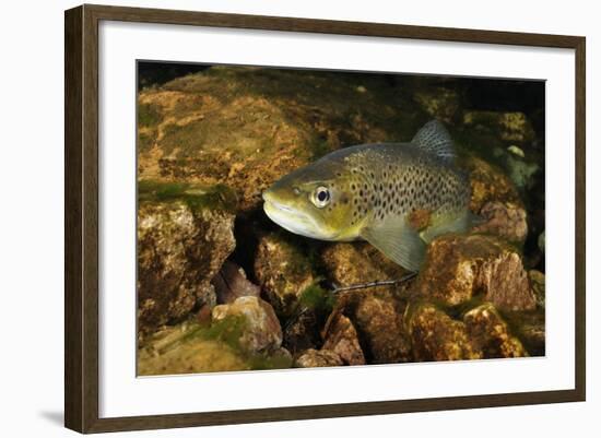 Brown Trout (Salmo Trutta), Ennerdale Valley, Lake District Np, Cumbria, England, UK, November 2011-Linda Pitkin-Framed Photographic Print