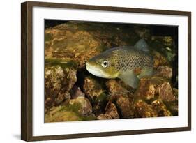 Brown Trout (Salmo Trutta), Ennerdale Valley, Lake District Np, Cumbria, England, UK, November 2011-Linda Pitkin-Framed Photographic Print